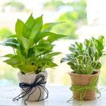 Air Purifier