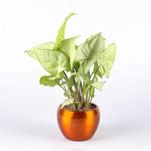 Air Purifying Syngonium Plant
