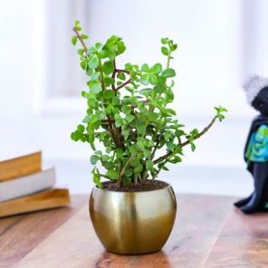 Charming Jade Plant