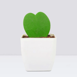 Hoya Love Plant