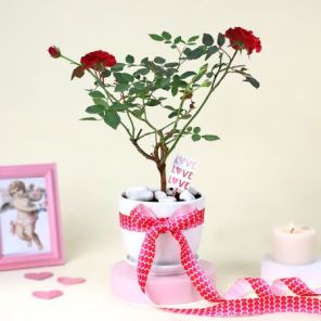 Pretty Rose Plant